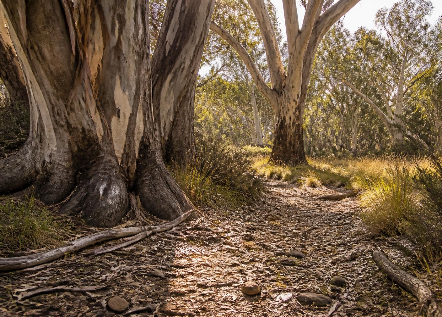 Caravans parked under gum trees at Hummocks Station